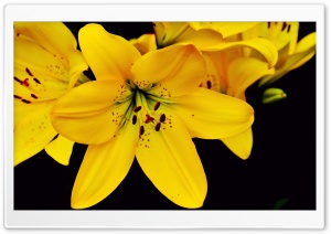 Beautiful Lily Aesthetic Ultra HD Wallpaper for 4K UHD Widescreen desktop, tablet & smartphone