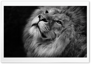 Beautiful Lion Ultra HD Wallpaper for 4K UHD Widescreen desktop, tablet & smartphone