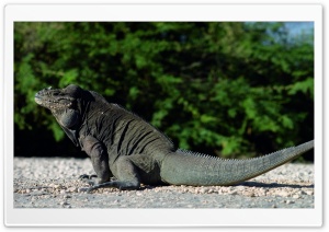 Beautiful Lizard Ultra HD Wallpaper for 4K UHD Widescreen desktop, tablet & smartphone