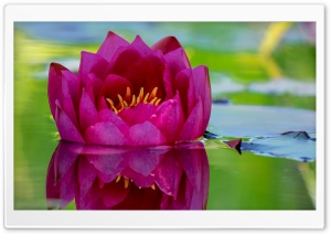 Beautiful Lotus Flower Reflection, Pond Ultra HD Wallpaper for 4K UHD Widescreen desktop, tablet & smartphone
