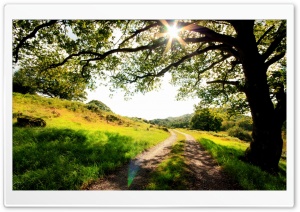 Beautiful Natural Landscape, Tree Shadow, Sunshine Ultra HD Wallpaper for 4K UHD Widescreen desktop, tablet & smartphone