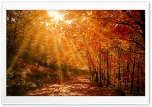 Beautiful Nature Image, Autumn, Forest Ultra HD Wallpaper for 4K UHD Widescreen desktop, tablet & smartphone