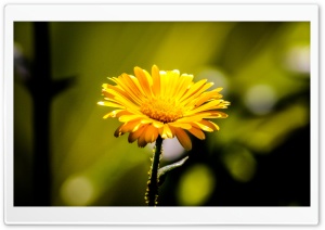 Beautiful Nature shot Ultra HD Wallpaper for 4K UHD Widescreen desktop, tablet & smartphone