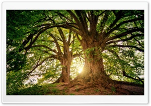 Beautiful Old Trees Ultra HD Wallpaper for 4K UHD Widescreen desktop, tablet & smartphone
