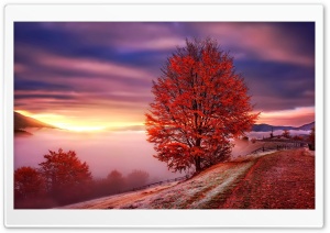 Beautiful Orange Trees, Autumn Landscape Ultra HD Wallpaper for 4K UHD Widescreen desktop, tablet & smartphone