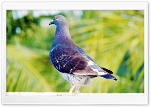 Beautiful Pegion Ultra HD Wallpaper for 4K UHD Widescreen desktop, tablet & smartphone
