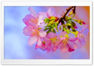 Beautiful Pink Blossom Ultra HD Wallpaper for 4K UHD Widescreen desktop, tablet & smartphone