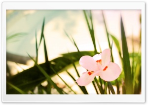 Beautiful Pink Flower Ultra HD Wallpaper for 4K UHD Widescreen desktop, tablet & smartphone