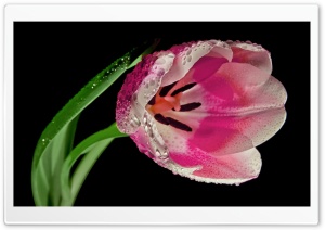 Beautiful Pink Tulip Flower Ultra HD Wallpaper for 4K UHD Widescreen desktop, tablet & smartphone