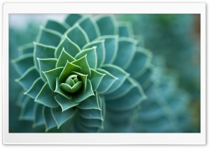 Beautiful Plant Ultra HD Wallpaper for 4K UHD Widescreen desktop, tablet & smartphone