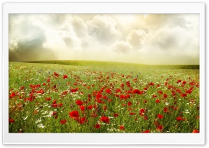 Beautiful Poppy Field Ultra HD Wallpaper for 4K UHD Widescreen desktop, tablet & smartphone