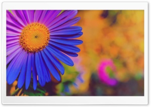 Beautiful Purple Flower Ultra HD Wallpaper for 4K UHD Widescreen desktop, tablet & smartphone
