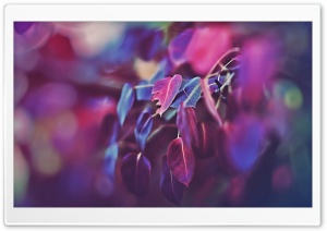 Beautiful Purple Flowers Ultra HD Wallpaper for 4K UHD Widescreen desktop, tablet & smartphone