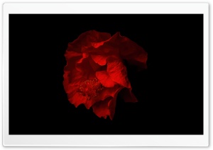 Beautiful Red Hibiscus Flower, Black Background Ultra HD Wallpaper for 4K UHD Widescreen desktop, tablet & smartphone