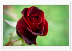 Beautiful Red Rose Ultra HD Wallpaper for 4K UHD Widescreen desktop, tablet & smartphone