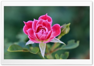 Beautiful Rose Petals Ultra HD Wallpaper for 4K UHD Widescreen desktop, tablet & smartphone