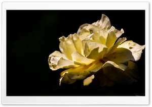 Beautiful Rose Shot Ultra HD Wallpaper for 4K UHD Widescreen desktop, tablet & smartphone