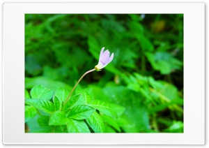 Beautiful small flower Ultra HD Wallpaper for 4K UHD Widescreen desktop, tablet & smartphone