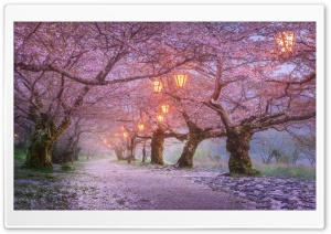 Beautiful Spring Asia Ultra HD Wallpaper for 4K UHD Widescreen desktop, tablet & smartphone