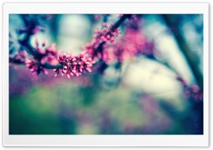 Beautiful Spring Colours Ultra HD Wallpaper for 4K UHD Widescreen desktop, tablet & smartphone