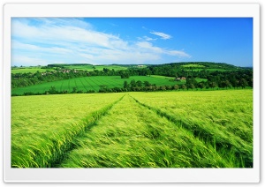 Beautiful Spring Fields - Trees Ultra HD Wallpaper for 4K UHD Widescreen desktop, tablet & smartphone