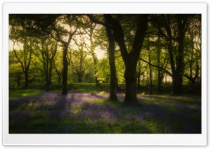 Beautiful Spring Nature Background Ultra HD Wallpaper for 4K UHD Widescreen desktop, tablet & smartphone