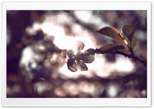 Beautiful Spring Sunshine Ultra HD Wallpaper for 4K UHD Widescreen desktop, tablet & smartphone