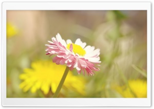 Beautiful Summer Flower Ultra HD Wallpaper for 4K UHD Widescreen desktop, tablet & smartphone