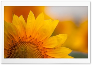 Beautiful Sunflower Ultra HD Wallpaper for 4K UHD Widescreen desktop, tablet & smartphone