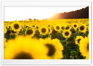Beautiful Sunflower Field Ultra HD Wallpaper for 4K UHD Widescreen desktop, tablet & smartphone