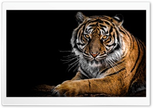 Beautiful Tiger Ultra HD Wallpaper for 4K UHD Widescreen desktop, tablet & smartphone