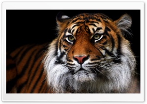 Beautiful Tiger Animal Ultra HD Wallpaper for 4K UHD Widescreen desktop, tablet & smartphone