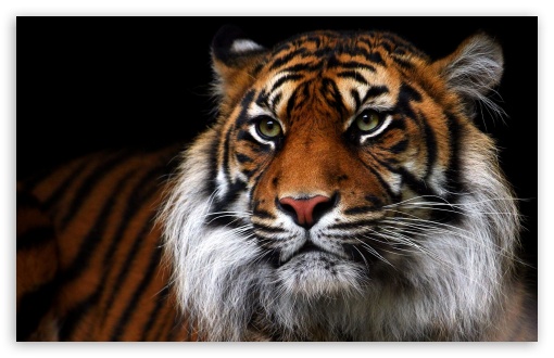 Beautiful Tiger Animal Ultra HD Desktop Background Wallpaper for 4K UHD TV  : Widescreen & UltraWide Desktop & Laptop : Tablet : Smartphone