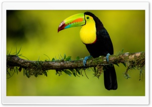 Beautiful Toucan Bird Ultra HD Wallpaper for 4K UHD Widescreen desktop, tablet & smartphone