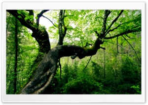 Beautiful Tree Ultra HD Wallpaper for 4K UHD Widescreen desktop, tablet & smartphone