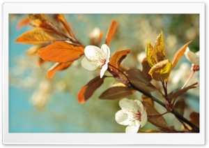 Beautiful Tree Blossoms Ultra HD Wallpaper for 4K UHD Widescreen desktop, tablet & smartphone