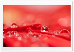 Beautiful Water Drops On A Red Flower Ultra HD Wallpaper for 4K UHD Widescreen desktop, tablet & smartphone
