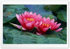 Beautiful Water Lilies Ultra HD Wallpaper for 4K UHD Widescreen desktop, tablet & smartphone
