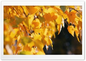Beautiful Yellow Leves Ultra HD Wallpaper for 4K UHD Widescreen desktop, tablet & smartphone