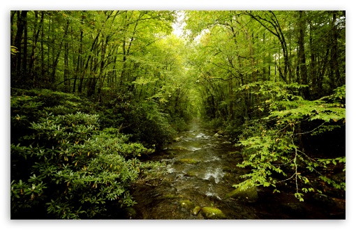 large beautiful forest scenery