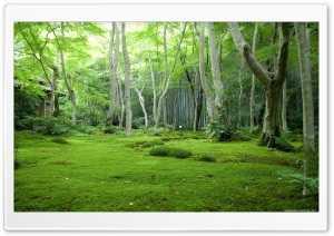Beautifull Forest - Peaceful land Ultra HD Wallpaper for 4K UHD Widescreen desktop, tablet & smartphone