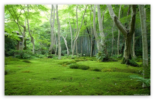 Beautifull Forest - Peaceful land UltraHD Wallpaper for Wide 16:10 Widescreen WHXGA WQXGA WUXGA WXGA ;
