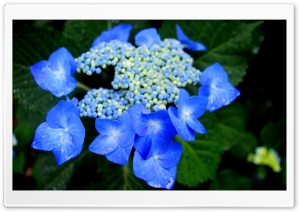 Beauty Blue Ultra HD Wallpaper for 4K UHD Widescreen desktop, tablet & smartphone