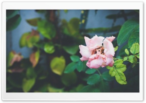 Beauty Fades 3 Ultra HD Wallpaper for 4K UHD Widescreen desktop, tablet & smartphone
