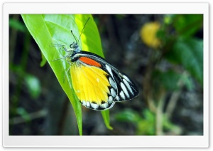 Beauty Of Nature Ultra HD Wallpaper for 4K UHD Widescreen desktop, tablet & smartphone