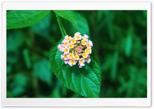 Beauty of Nature ABSTRACT Ultra HD Wallpaper for 4K UHD Widescreen desktop, tablet & smartphone