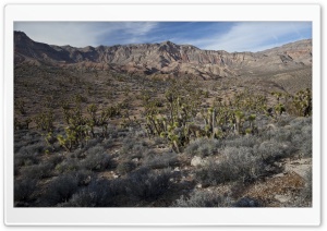 Beaver Dam Mountains Wilderness, Utah Ultra HD Wallpaper for 4K UHD Widescreen desktop, tablet & smartphone