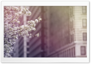 Because Spring Ultra HD Wallpaper for 4K UHD Widescreen desktop, tablet & smartphone