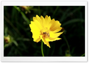 Bee 001 Ultra HD Wallpaper for 4K UHD Widescreen desktop, tablet & smartphone