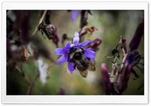 Bee Ultra HD Wallpaper for 4K UHD Widescreen desktop, tablet & smartphone